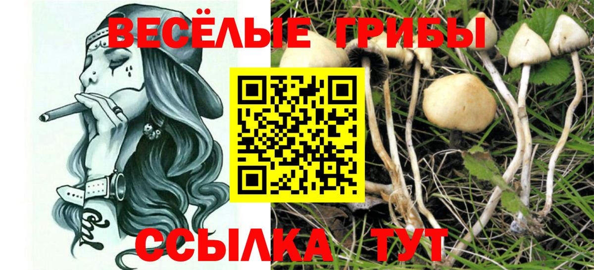 купить наркотик  Вход с VPN  Псилоцибиновые грибы GOLDEN TEACHER  Мариинск  Псилоцибиновые грибы Magic Shrooms 
